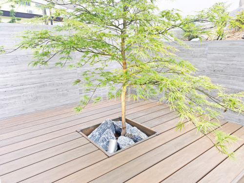 シンボルツリー イロハモミジ 落葉樹 植栽