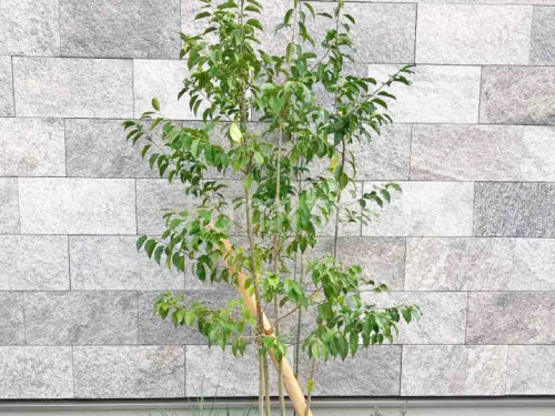 シンボルツリー ソヨゴ 常緑樹 植栽