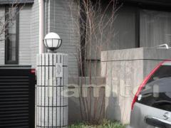 シンボルツリー 