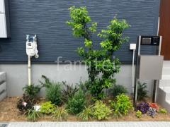 植栽 シンボルツリー ソヨゴ 下草